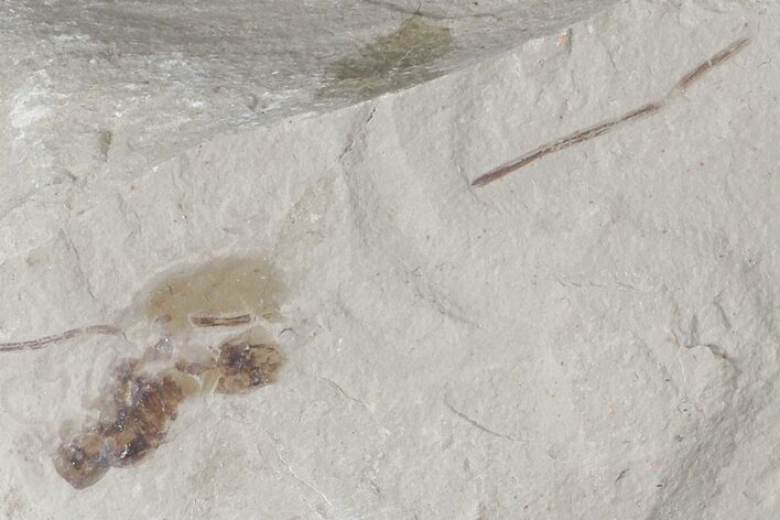 Fossil Ant (Formicidae) - Green River Formation, Utah #109114